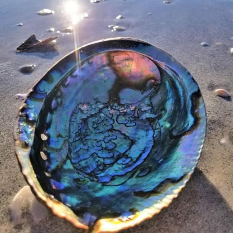 3 Coquille naturelles d’Abalone